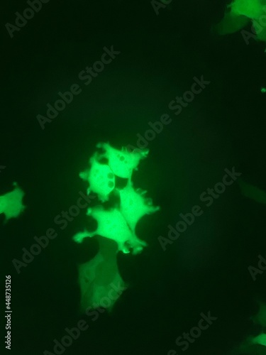 Cell transfection and expression of plasmid DNA encoding green fluorescent protein (GFP) in human cells.	