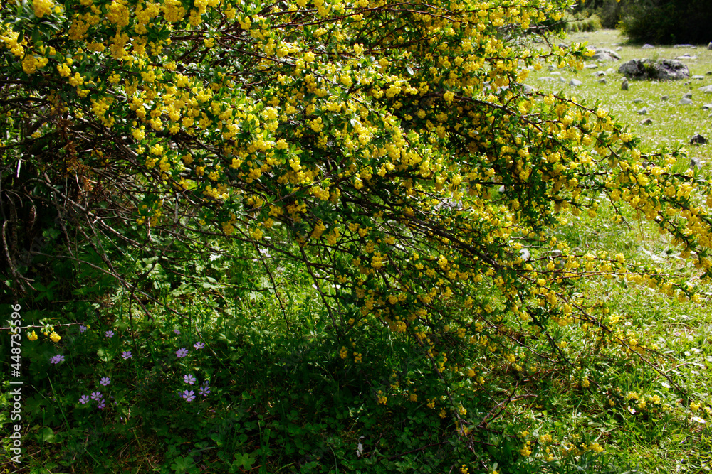 barberry branch blooming in the garden barberry branch blooming in the garden