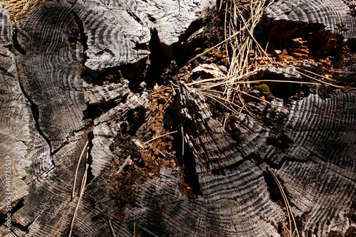Sawn pine stump in the forest