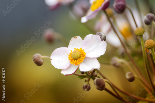 Beautiful blooming of anemones on a summer day on a blurred background.