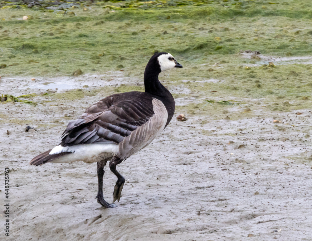 Canada goose standing on the shore
