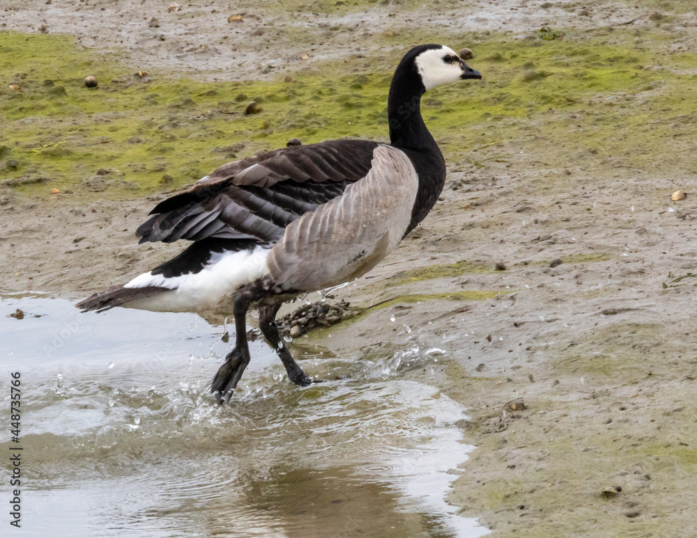 Canada goose on the mudflats