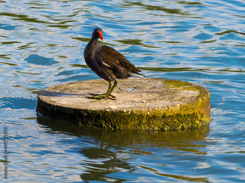 Moorhen standing on the concrete circle in blue water of lake photo