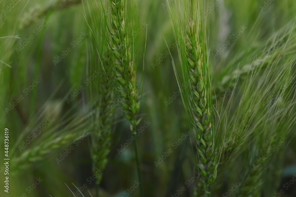 Beautiful wheat spikes growing in field, closeup Beautiful wheat spikes growing in field, closeup