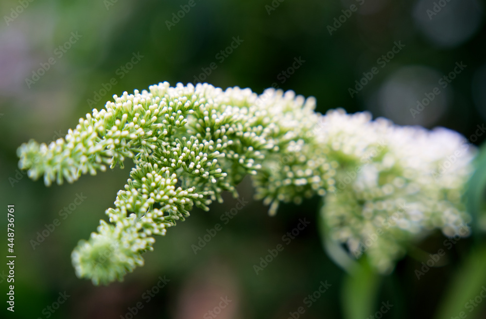 Obraz premium Close up of the white flower of a blooming butterfly bush