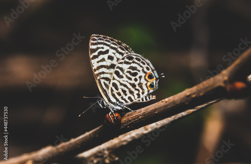 Close up of a butterfly on a tree branch in dark tone background. (Leptotes plinius, Zebra Blue or Plumbago Blue). Spring summer nature background concept, Abstract blurred background.