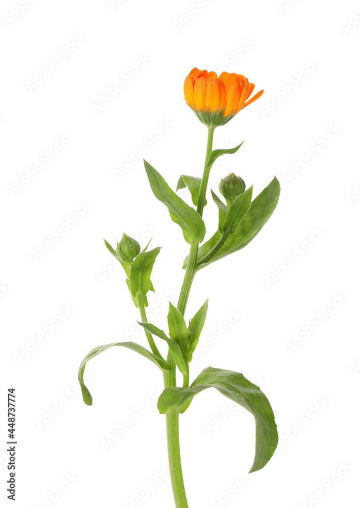 Naklejka premium Fresh beautiful calendula flower isolated on white
