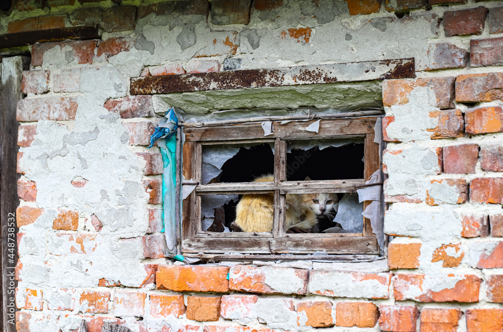 Old cat on the hunt
Tiger yellow and white striped domestic cat hunts at the window of an old house. Pets at home and in nature.
Old cat on the hunt
Tiger yellow and white striped domestic cat hunts at the window of an old house. Pets at home and in nature.