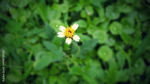 The natural background of a small yellow wildflower in the garden. Image of Coldenia Procumbens Linn on the morning of spring with green grass blurred background. 
