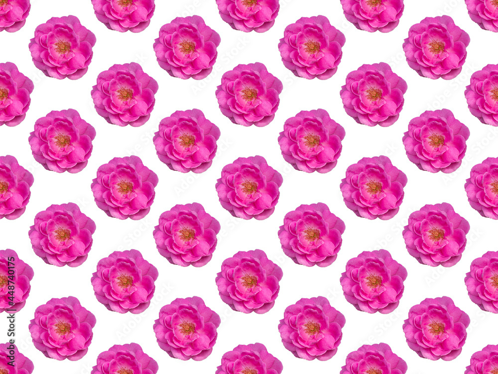 Pattern image, The Pink Damask Rose flower on white background.