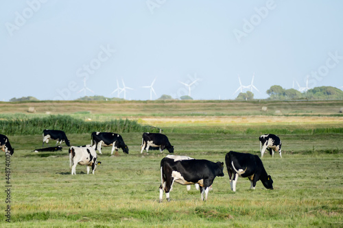 cows in a field, in Sweden Scandinavia North Europe