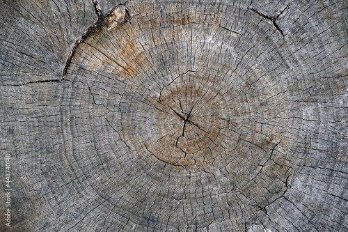 Wood texture. End cut of a poplar trunk. Natural colors in the open air. Close-up.