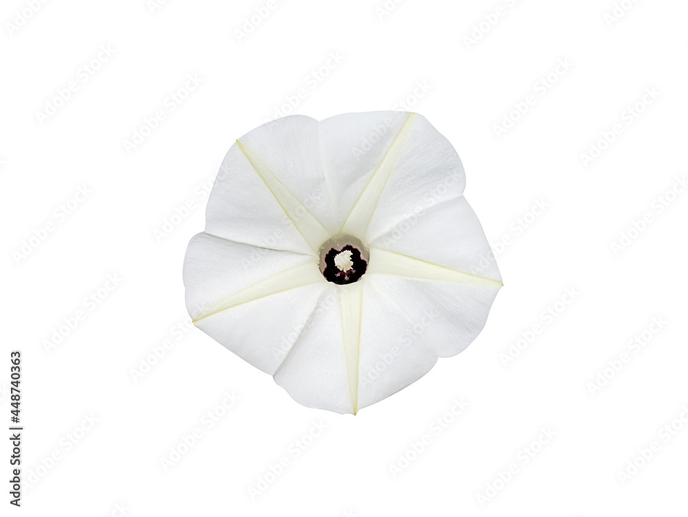 Obraz premium Close up Obscure morning glory on white background.