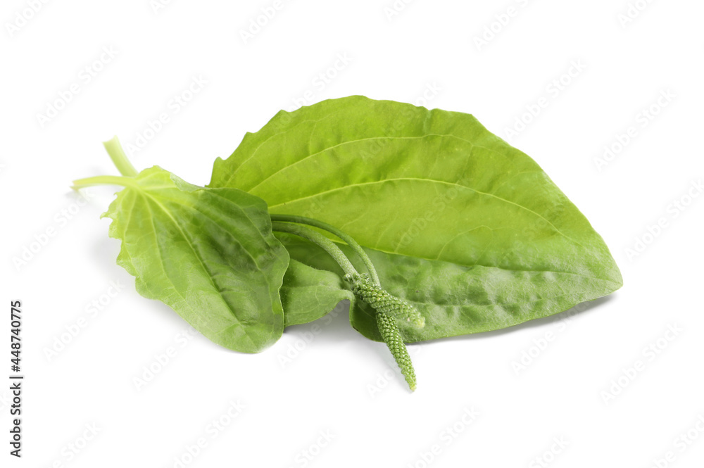 Leaves and seeds of broadleaf plantain on white background. Medicinal herb Leaves and seeds of broadleaf plantain on white background. Medicinal herb