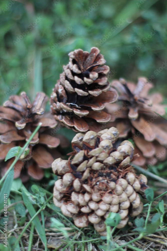 Pineapple, fruit or seed of the tree pine. Pineapple, fruit or seed of the tree pine.