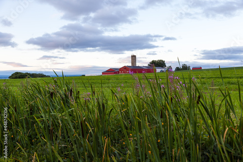 Horizontal view of red farm buildings seen in the distance across a field with a border of wildflowers, Saint-François, Island of Orleans, Quebec, Canada