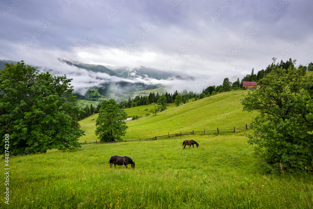 Beautiful mountain landscape with horses in the pasture. Foggy morning after the rain. Location place Carpathian mountains, Ukraine, Europe. Beautiful mountain landscape with horses in the pasture. Foggy morning after the rain. Location place Carpathian mountains, Ukraine, Europe.