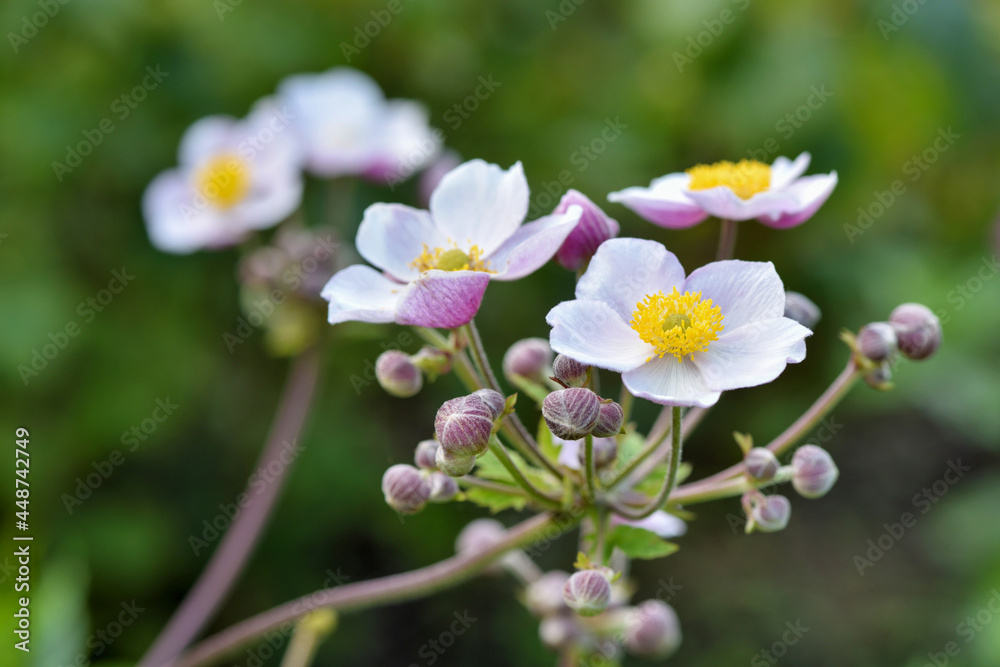 Pink flower of Chinese anemone / Anemone hupehensis in the garden Pink flower of Chinese anemone / Anemone hupehensis in the garden