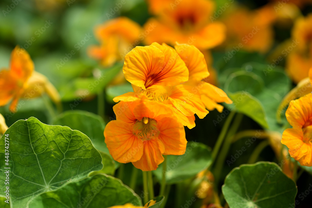 Close-up of vibrant yellow nasturtium or tropaeolum majus flowers in the garden. Selective focus Close-up of vibrant yellow nasturtium or tropaeolum majus flowers in the garden. Selective focus