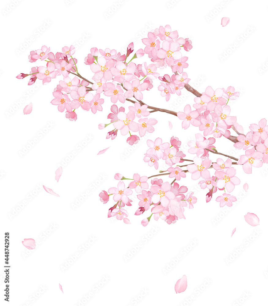 満開の桜の枝と散る花びらのクローズアップ。水彩イラスト。