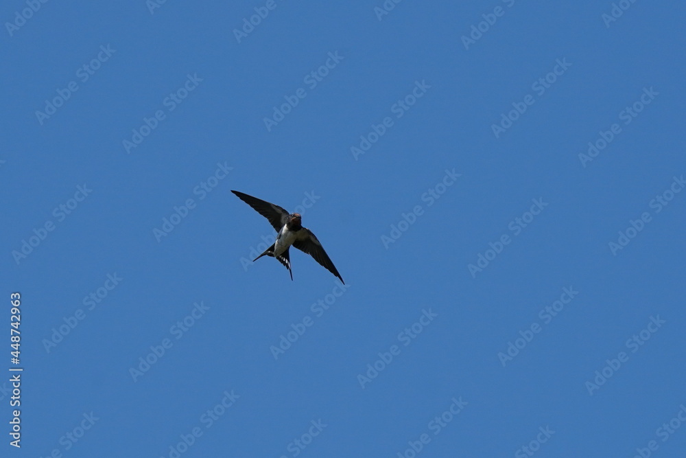 swallow is flying in the forest swallow is flying in the forest