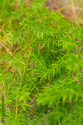 green background, fresh, summer color, plants, leaves