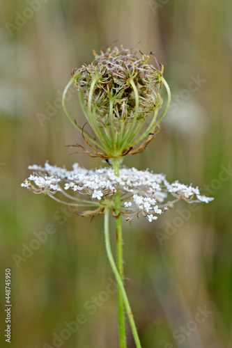 Wild carrot // Wilde Möhre  (Daucus carota subsp. carota) photo