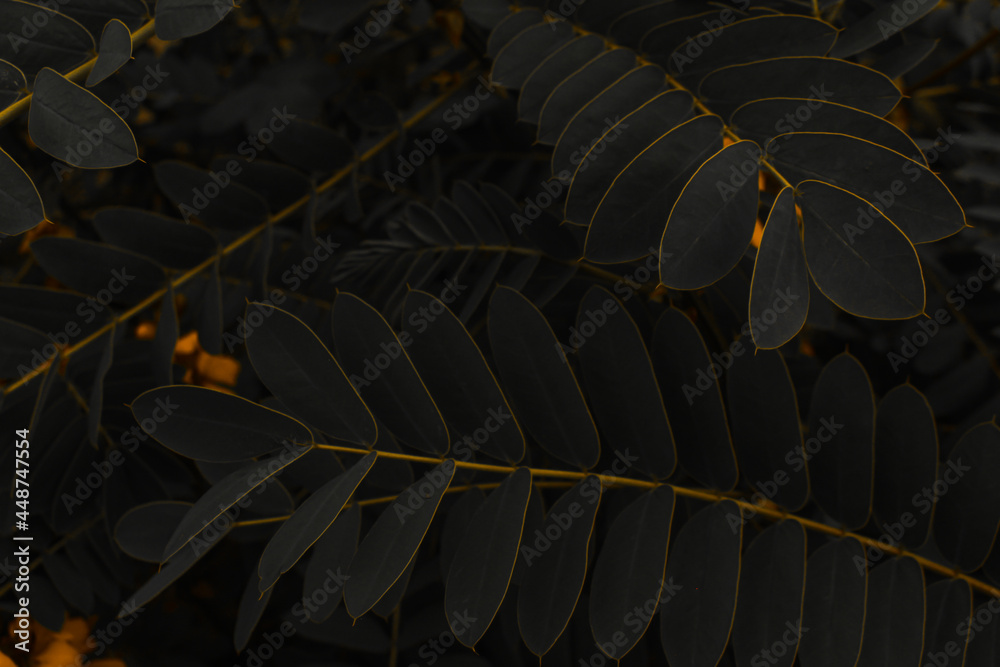 Obraz premium leaves in spring