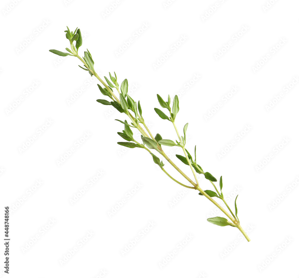 Obraz premium Aromatic thyme sprig on white background. Fresh herb