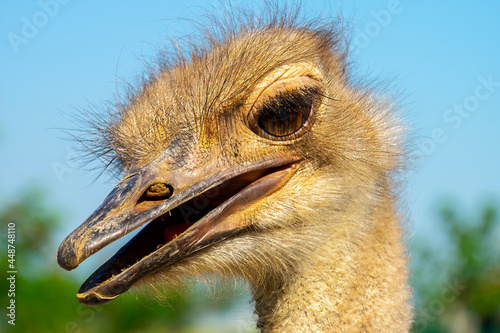 close-up on the head of a black wild ostrich and a large beak, red eyes and a long neck photo