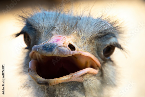 close-up on the head of a black wild ostrich and a large beak, red eyes and a long neck