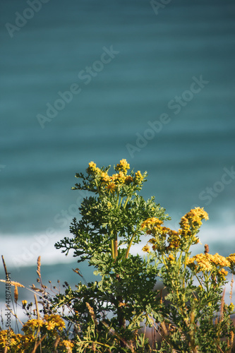 Yellow flowers near the sea