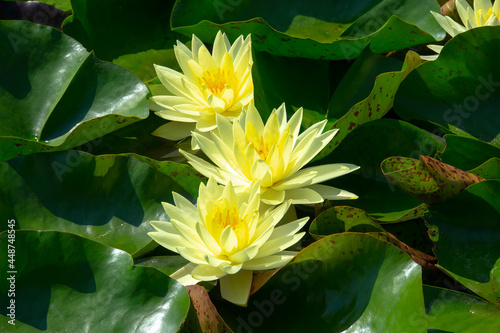 A beautiful waterlily or lotus flowers in the pond