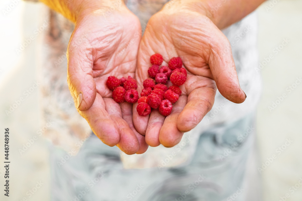Organic fruit. old farmers hands with freshly harvested fruit. Fresh organic raspberries. Organic fruit. old farmers hands with freshly harvested fruit. Fresh organic raspberries.