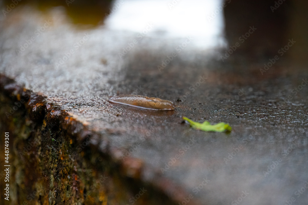 garden slug crawling on the wall garden slug crawling on the wall