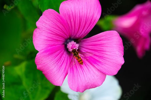 the bee sitting on pink flower, closeup