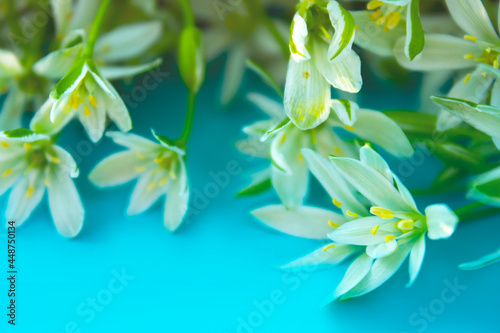 closeup white flowers on blue background
