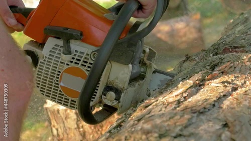 Wallpaper Mural Hose power of the power saw machine. Power saw machine pine tree trunk. Environmental degradation -tree cutting using the power saw machine. Torontodigital.ca