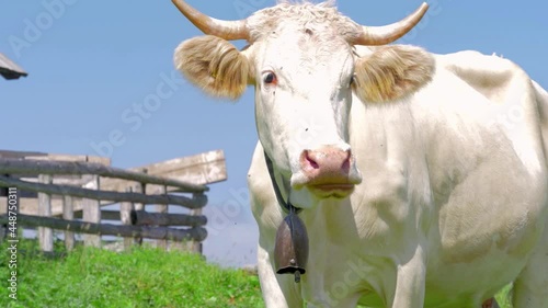 A belled white cow eating grass.  A cow chewing curd. photo