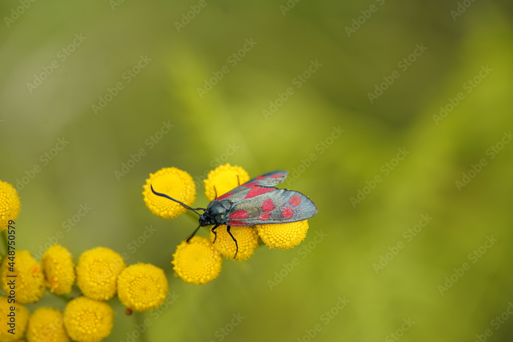 The six-spot burnet (Zygaena filipendulae) is a day-flying moth of the family Zygaenidae. The six-spot burnet (Zygaena filipendulae) is a day-flying moth of the family Zygaenidae.