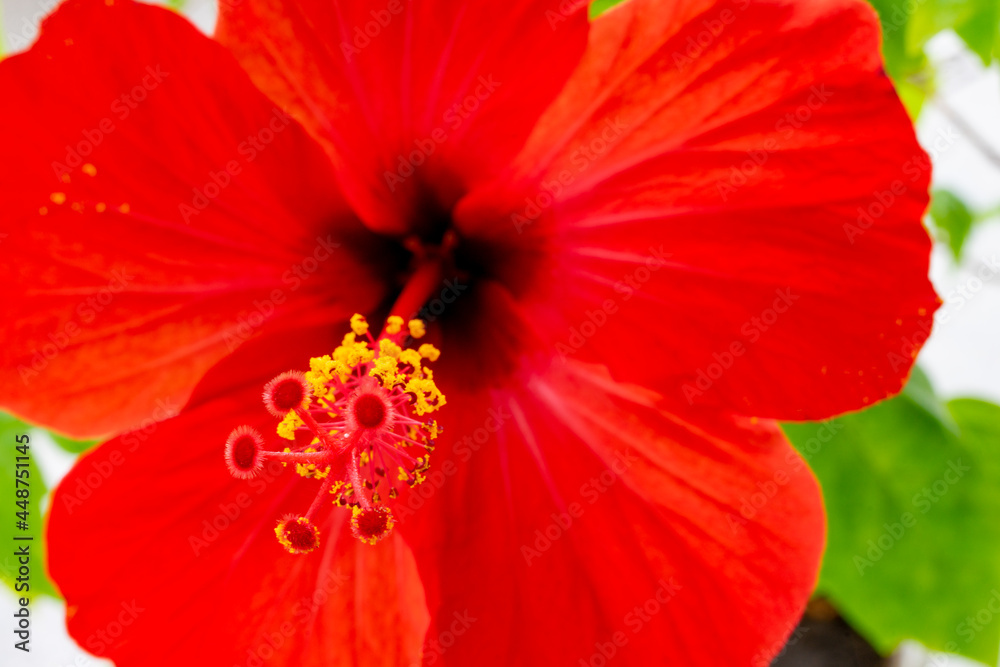 Red flower close up photographed from the bottom angle. Macro photography. Soft focus Red flower close up photographed from the bottom angle. Macro photography. Soft focus