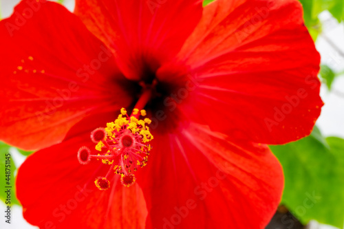 Red flower close up photographed from the bottom angle. Macro photography. Soft focus