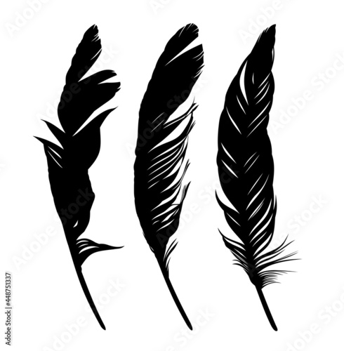Set feathers of various birds.
