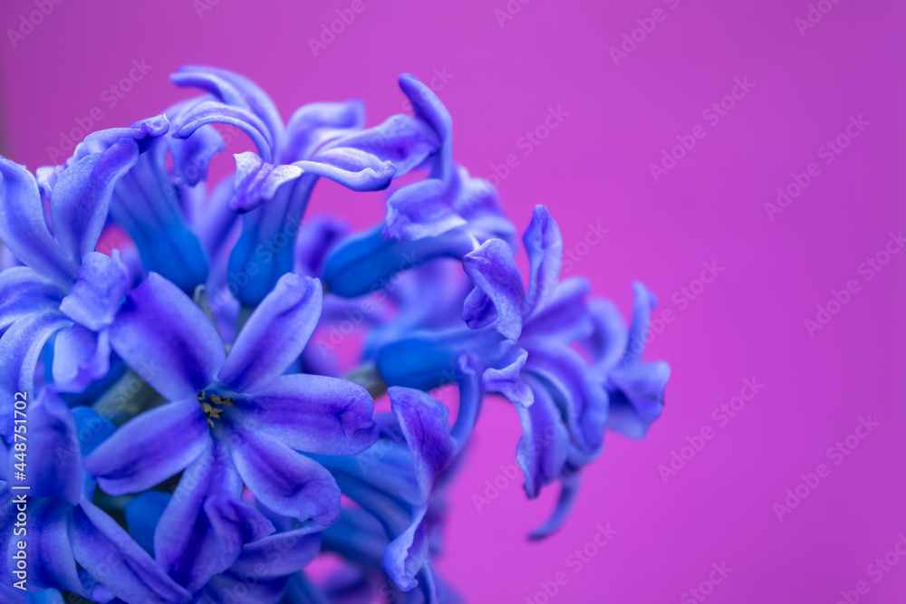 spring  hyacinth flowers background, texture