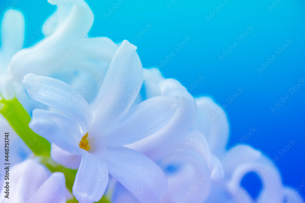 spring hyacinth flowers background, texture