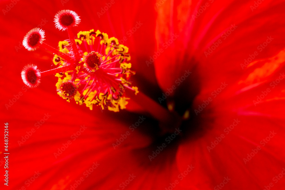Red flower close up photographed from the bottom angle. Macro photography Red flower close up photographed from the bottom angle. Macro photography