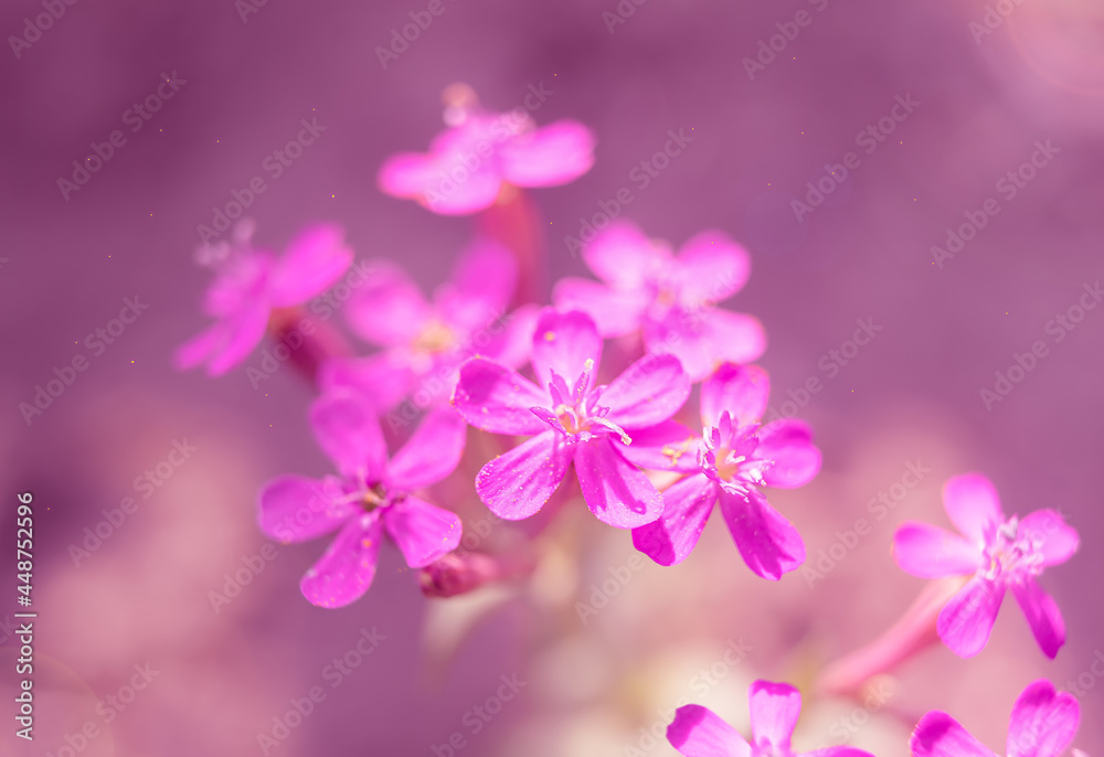 Obraz premium pink flowers macro