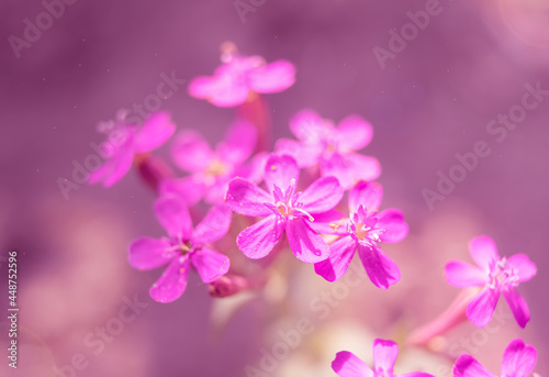 pink flowers macro