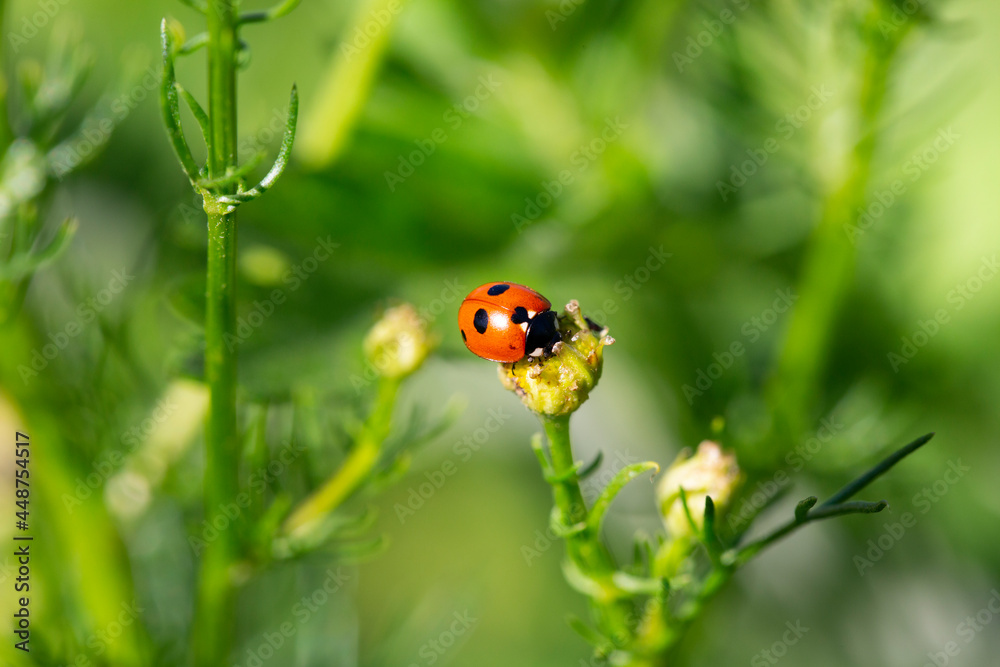Ladybug running along on blade of green grass Ladybug running along on blade of green grass