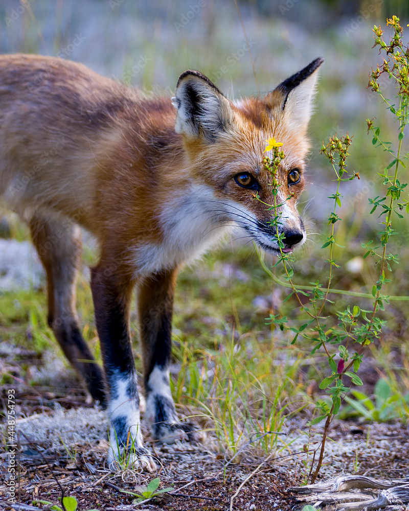 Red Fox Stock Photo. Fox Image. head close-up with yellow wildflowers in foreground and blur background in its environment and habitat surrounding. Picture. Portrait. Red Fox Stock Photo. Fox Image. head close-up with yellow wildflowers in foreground and blur background in its environment and habitat surrounding. Picture. Portrait.